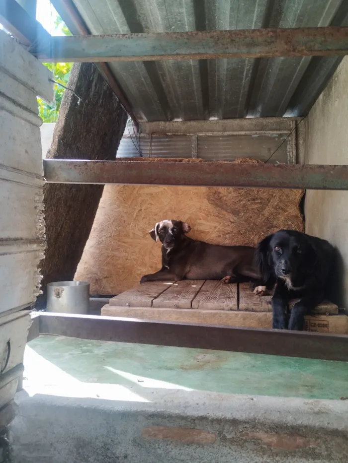 Cachorro raça SRD-ViraLata idade 2 anos nome Marronzinha