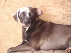 Cachorro raça SRD-ViraLata idade 2 anos nome Marronzinha