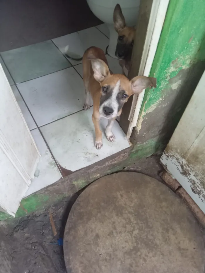 Cachorro raça SRD-ViraLata idade 2 a 6 meses nome Não tem nome