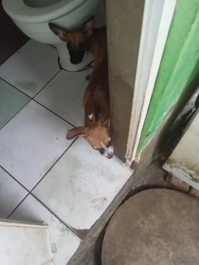 Cachorro raça SRD-ViraLata idade 2 a 6 meses nome Não tem nome