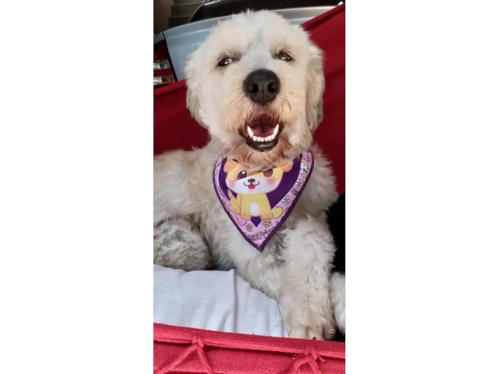 Cachorro raça SRD-ViraLata idade 6 ou mais anos nome Meg