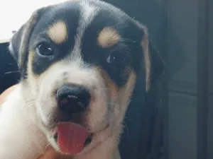 Cachorro raça SRD-ViraLata idade 2 a 6 meses nome Pipoca