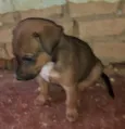 Cachorro raça SRD-ViraLata idade 2 a 6 meses nome Melvin 
