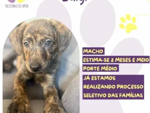 Cachorro raça SRD-ViraLata idade 2 a 6 meses nome Luigi