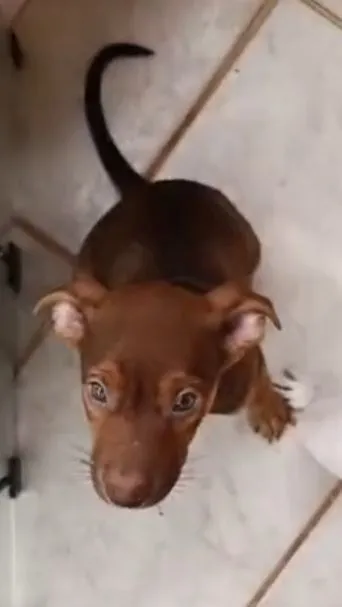 Cachorro raça SRD-ViraLata idade 2 a 6 meses nome Coragem