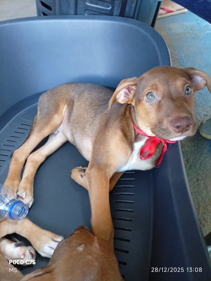 Cachorro raça SRD-ViraLata idade 2 a 6 meses nome Coragem