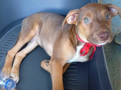 Cachorro raça SRD-ViraLata idade 2 a 6 meses nome Coragem