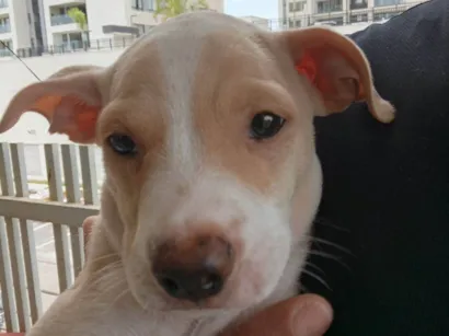 Cachorro raça SRD-ViraLata idade 2 a 6 meses nome Dengoso 