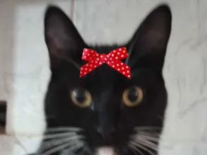 Gato raça SRD-ViraLata idade 7 a 11 meses nome Nutella 