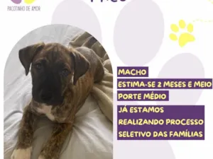 Cachorro raça SRD-ViraLata idade 2 a 6 meses nome Theo 