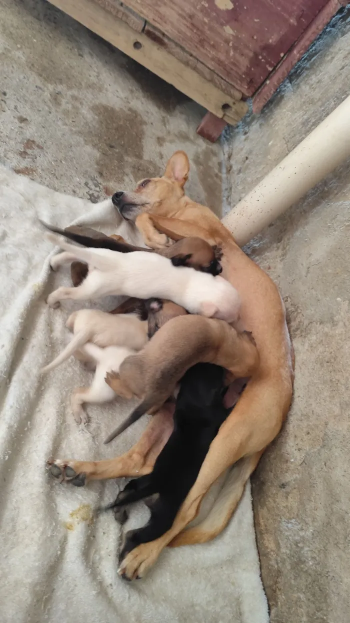 Cachorro raça SRD-ViraLata idade Abaixo de 2 meses nome Sem nomes