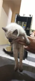 Gato raça Siamês idade Abaixo de 2 meses nome Nao tem nome