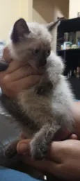 Gato raça Siamês idade Abaixo de 2 meses nome Nao tem nome