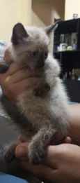 Gato raça Siamês idade Abaixo de 2 meses nome Nao tem nome