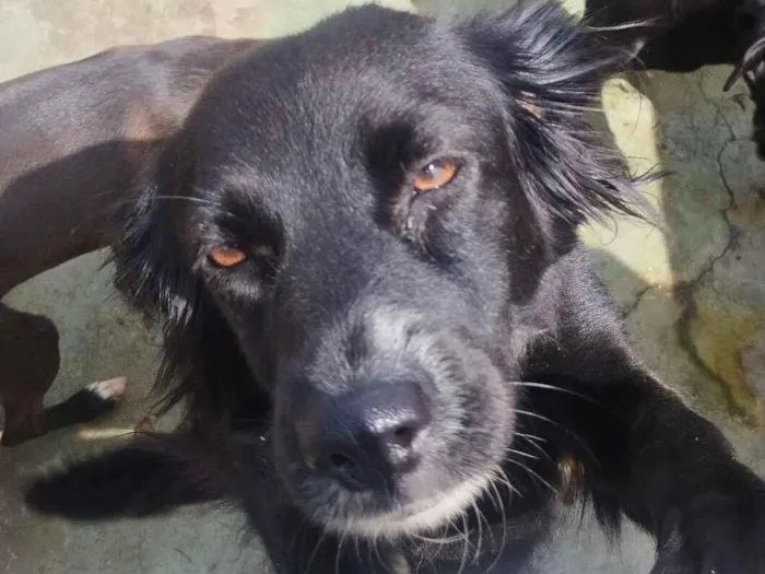 Cachorro raça SRD-ViraLata idade 2 anos nome Pretinha