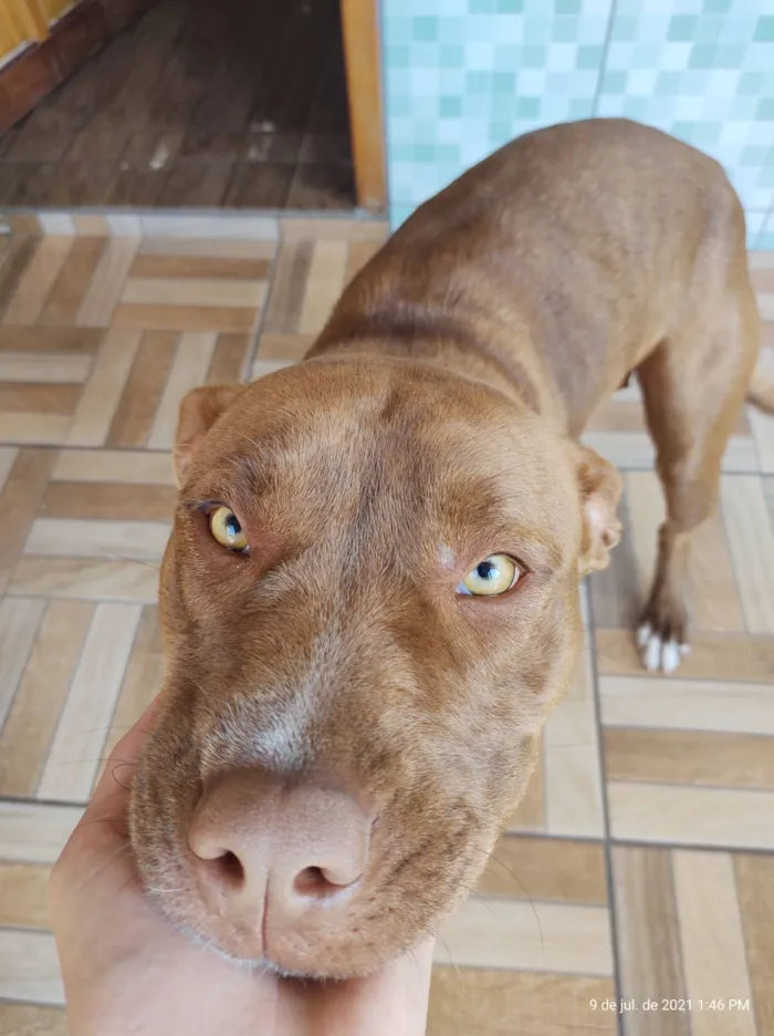 Cachorro raça Pit-Bull idade 2 anos nome Guren