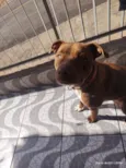 Cachorro raça Pit-Bull idade 2 anos nome Guren