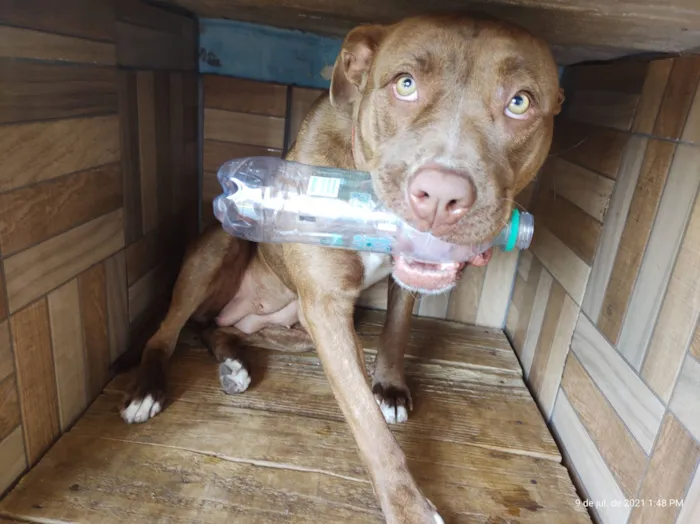 Cachorro raça Pit-Bull idade 2 anos nome Guren