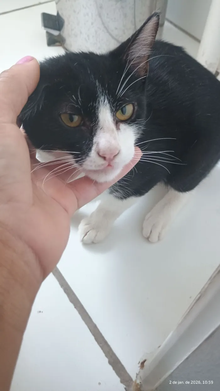 Gato raça SRD-ViraLata idade Abaixo de 2 meses nome FABIANA BONATTO ELEUTERIO