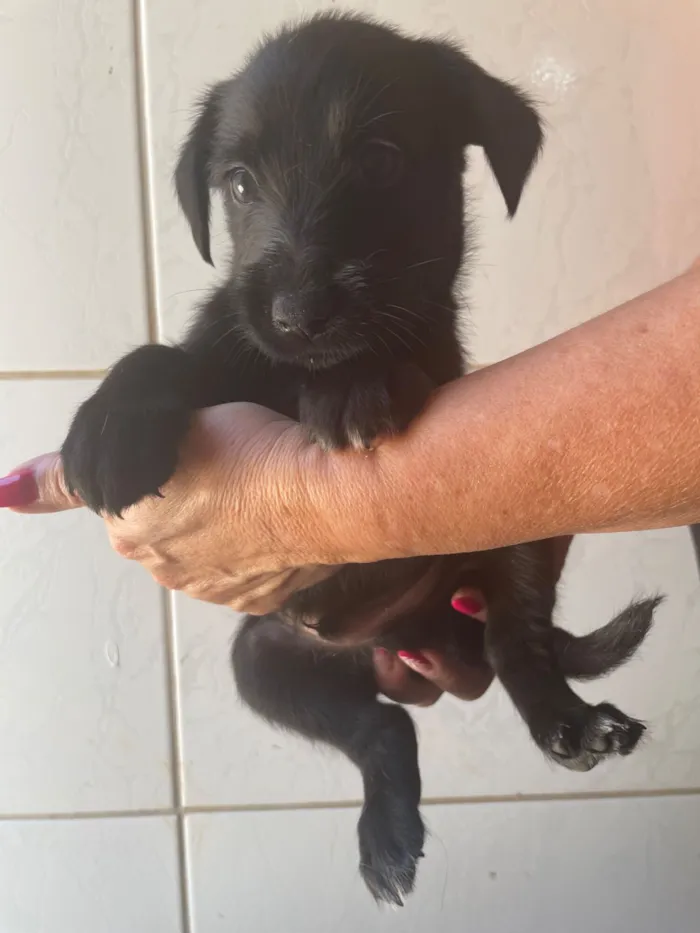 Cachorro raça SRD-ViraLata idade 2 a 6 meses nome Cafe