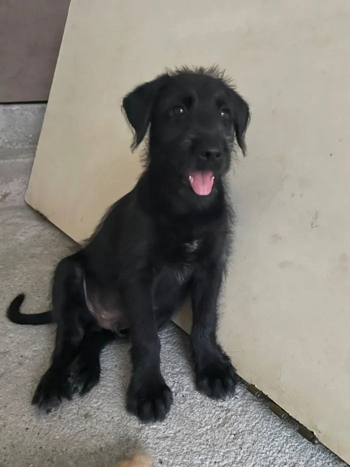 Cachorro raça SRD-ViraLata idade 2 a 6 meses nome Cafe