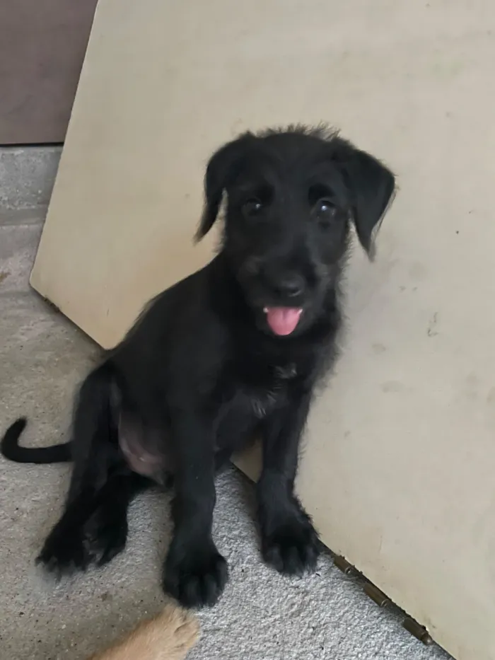 Cachorro raça SRD-ViraLata idade 2 a 6 meses nome Cafe