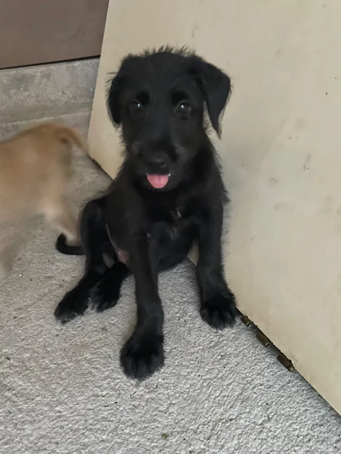 Cachorro raça SRD-ViraLata idade 2 a 6 meses nome Cafe