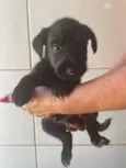 Cachorro raça SRD-ViraLata idade 2 a 6 meses nome Cafe