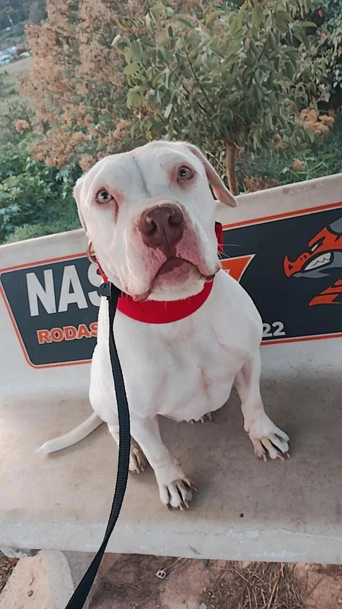 Cachorro raça Pit-Bull idade 4 anos nome Afrodite 