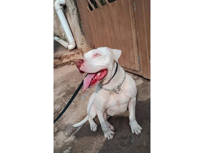 Cachorro raça Pit-Bull idade 4 anos nome Afrodite 