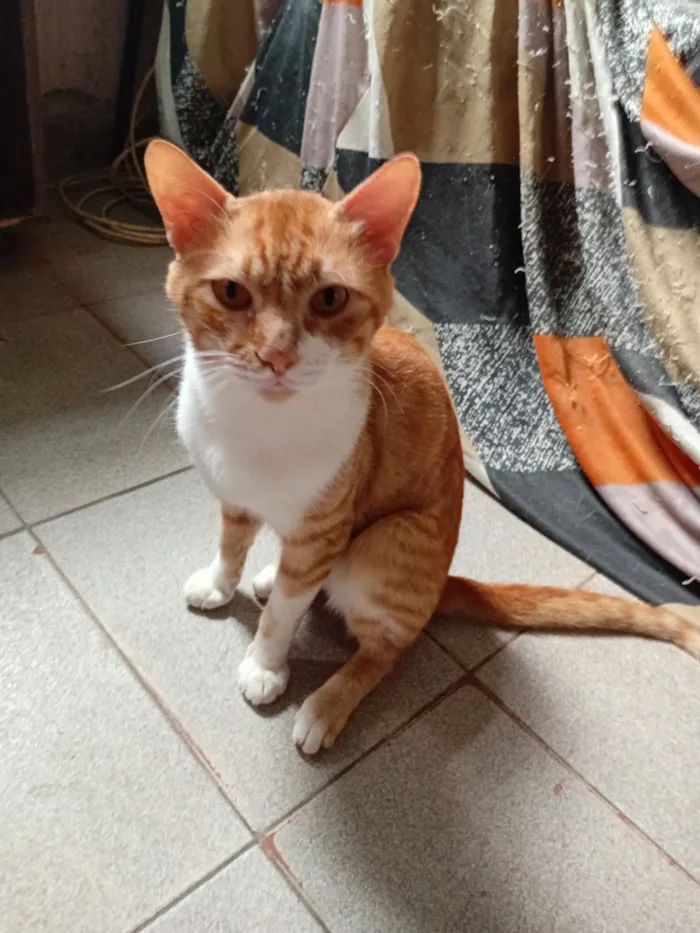 Gato raça SRD-ViraLata idade 2 anos nome Lillo