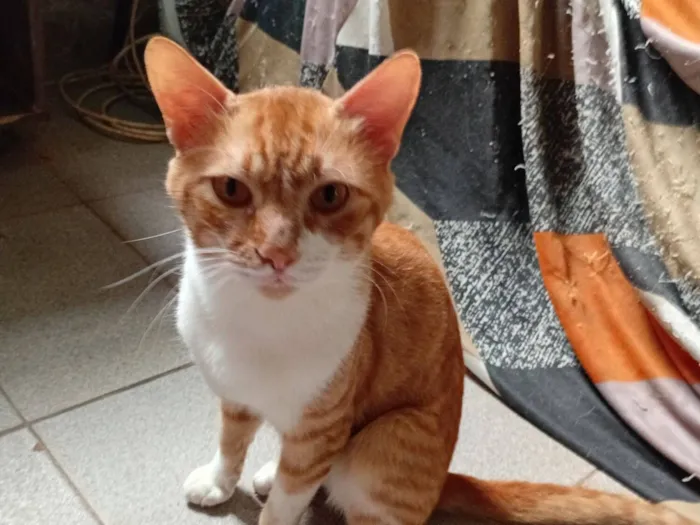 Gato raça SRD-ViraLata idade 2 anos nome Lillo