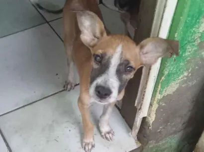 Cachorro raça SRD-ViraLata idade 2 a 6 meses nome Não tem nome