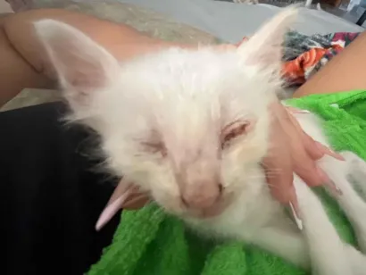 Gato raça SRD-ViraLata idade Abaixo de 2 meses nome Jacó