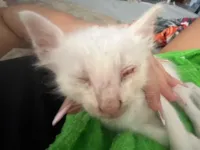 Gato raça SRD-ViraLata idade Abaixo de 2 meses nome Jacó