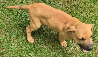 Cachorro raça SRD-ViraLata idade 2 a 6 meses nome Marron