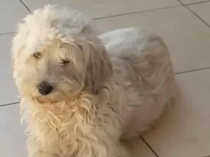 Cachorro raça SRD-ViraLata idade 6 ou mais anos nome Meg