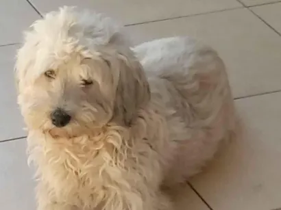 Cachorro raça SRD-ViraLata idade 6 ou mais anos nome Meg