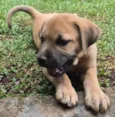 Cachorro raça SRD-ViraLata idade 2 a 6 meses nome Marronzão
