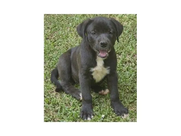 Cachorro raça SRD-ViraLata idade 2 a 6 meses nome Preta