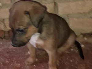Cachorro raça SRD-ViraLata idade 2 a 6 meses nome Melvin 