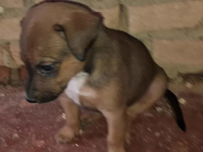 Cachorro raça SRD-ViraLata idade 2 a 6 meses nome Melvin 