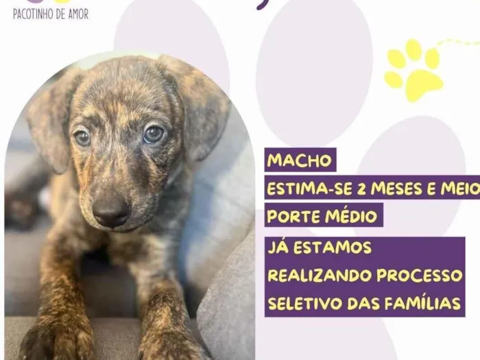 Cachorro raça SRD-ViraLata idade 2 a 6 meses nome Luigi