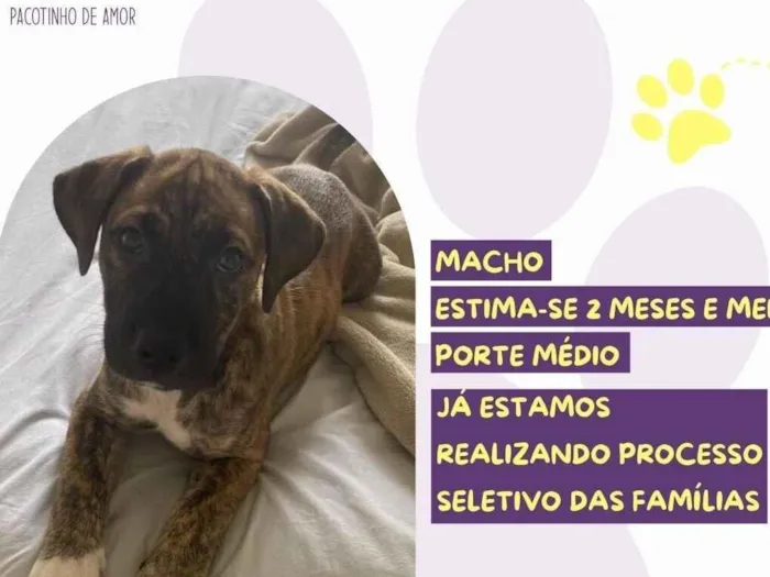 Cachorro raça SRD-ViraLata idade 2 a 6 meses nome Theo 