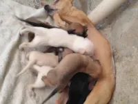 Cachorro raça SRD-ViraLata idade Abaixo de 2 meses nome Sem nomes