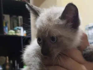 Gato raça Siamês idade Abaixo de 2 meses nome Nao tem nome