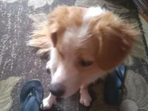 Cachorro raça SRD-ViraLata idade 2 anos nome Cão 