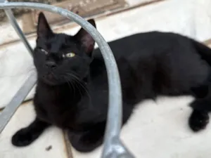 Gato raça SRD-ViraLata idade 7 a 11 meses nome Pretinha 