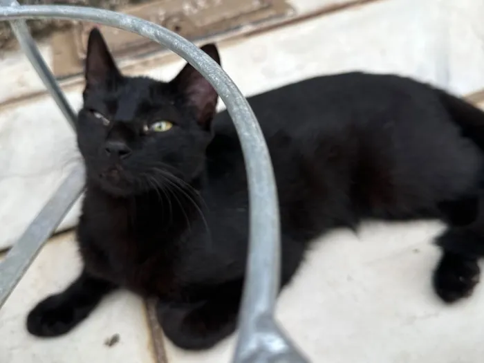 Gato raça SRD-ViraLata idade 7 a 11 meses nome Pretinha 