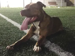 Cachorro raça Pit-Bull idade 2 anos nome Guren